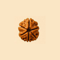 2 Mukhi Rudraksha