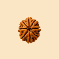 3 Mukhi Rudraksha