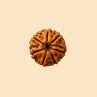5 Mukhi Rudraksha